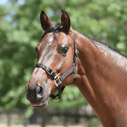 Eurohunter Essential Halter - Saddleworld Devonport
