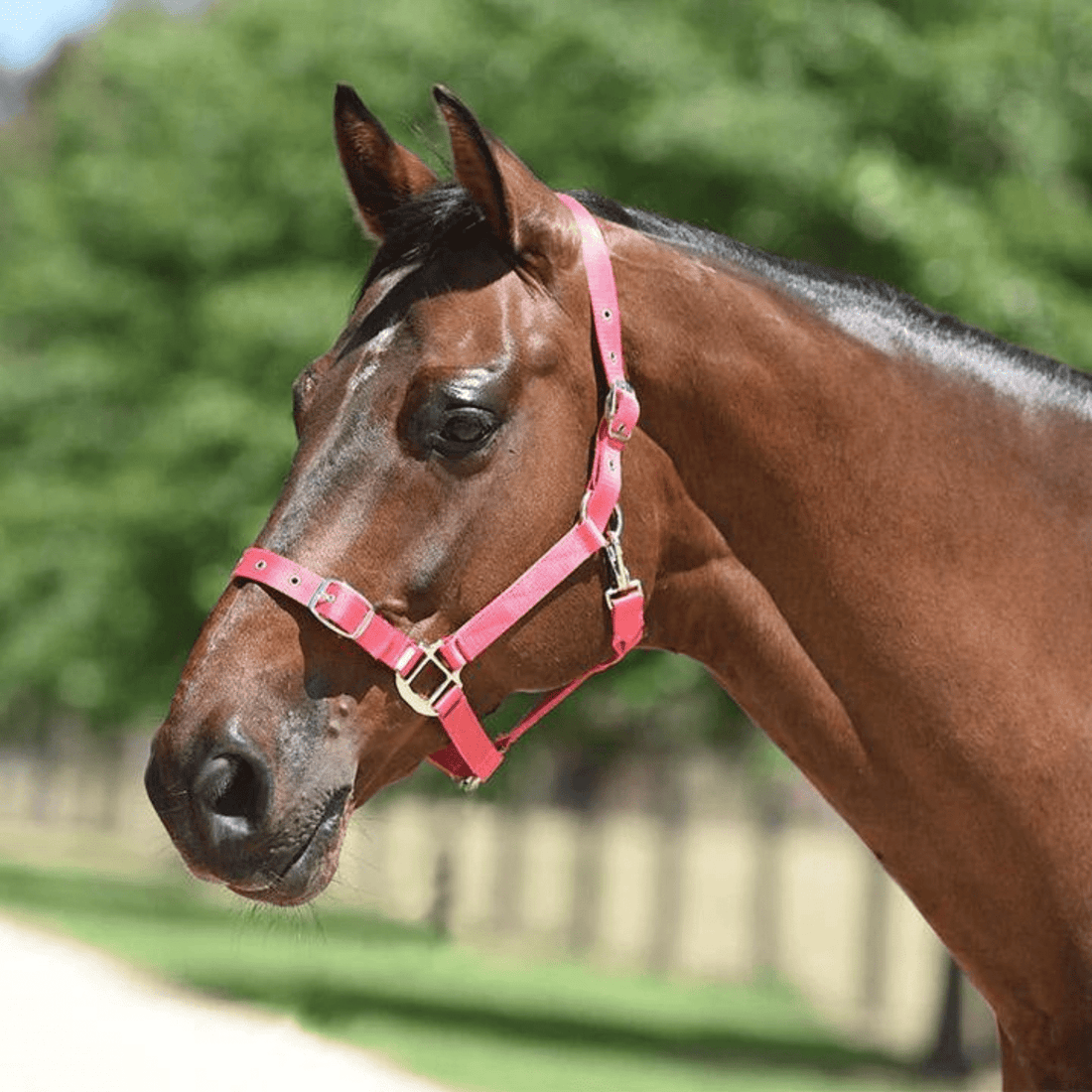 Eurohunter Essential Halter - Saddleworld Devonport