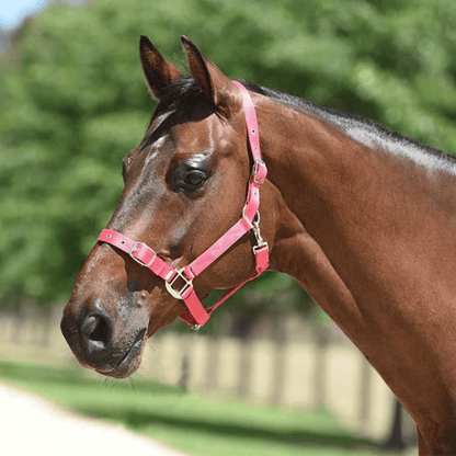 Eurohunter Essential Halter - Saddleworld Devonport