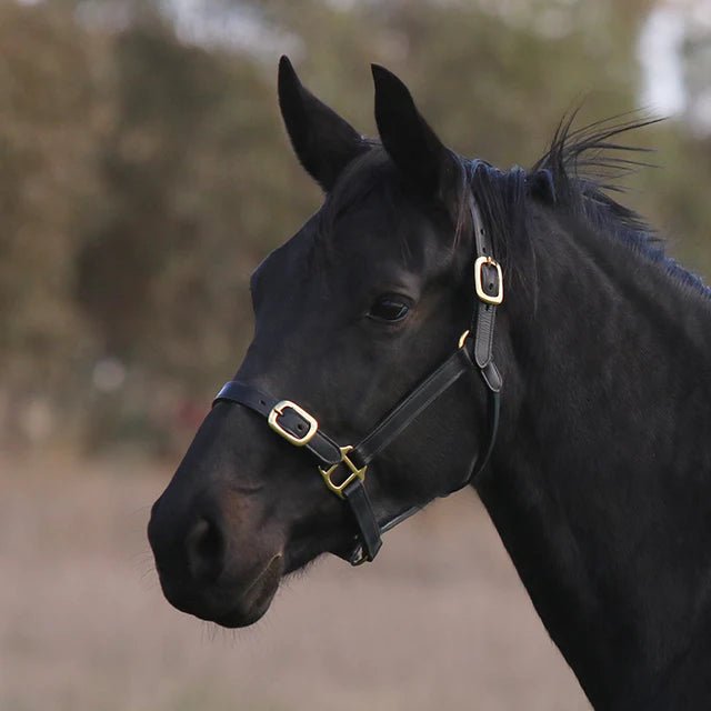 Eurohunter Leather Halter - Saddleworld Devonport
