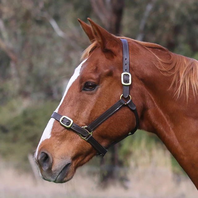 Eurohunter Leather Halter - Saddleworld Devonport
