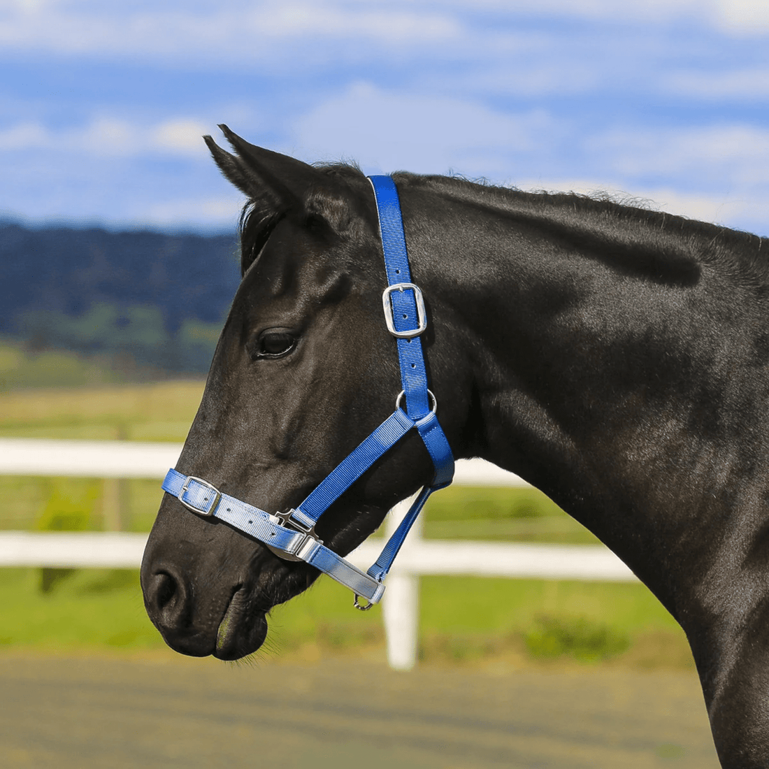 Eurohunter Ombre Halter - Saddleworld Devonport
