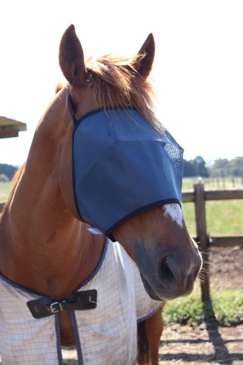 FlyVeils by Design Basic Fly Veil - Saddleworld Devonport
