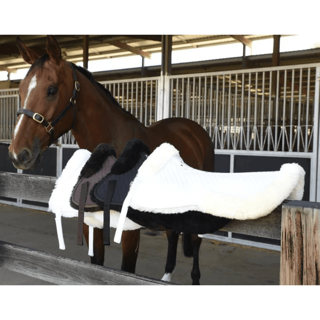 Grainge Balance Half Pad - Saddleworld Devonport