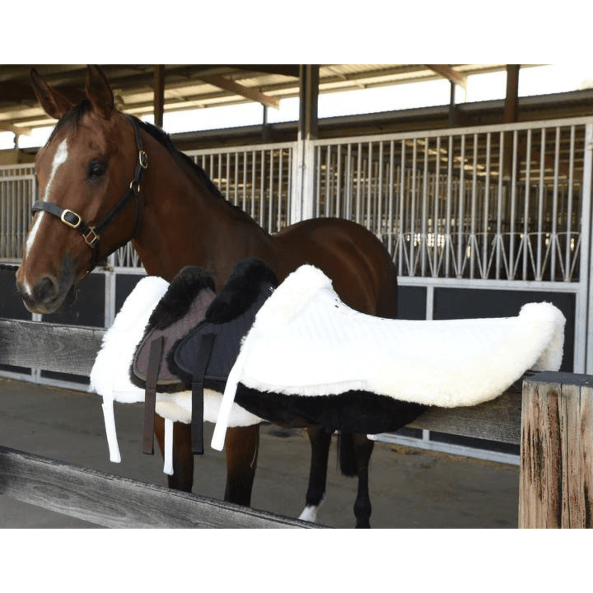 Grainge Balance Half Pad - Saddleworld Devonport