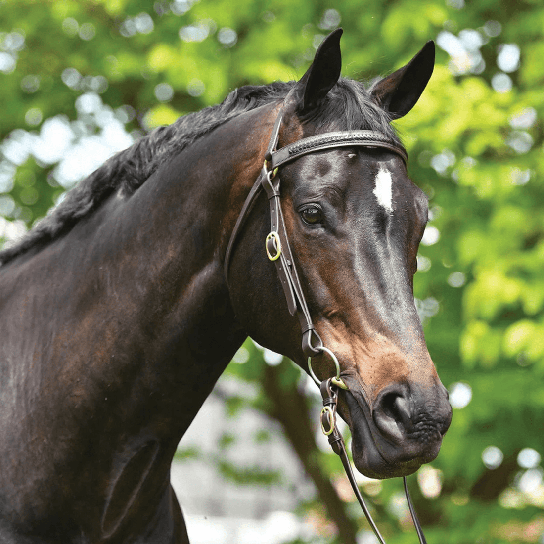 Grainge Elite Plaited Barcoo Bridle - Saddleworld Devonport