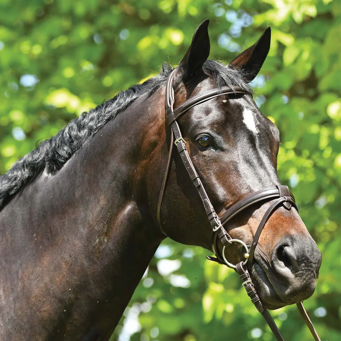 Grainge Elite Eventing Snaffle Bridle