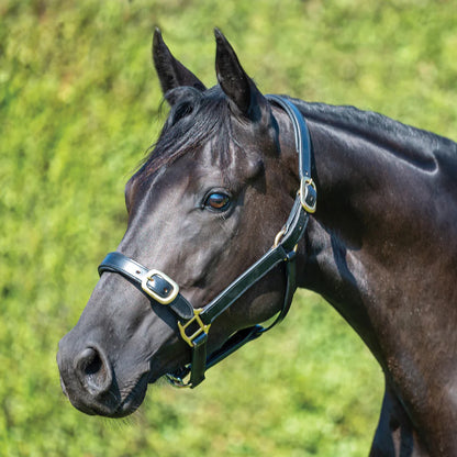 Grainge Elite Leather Halter