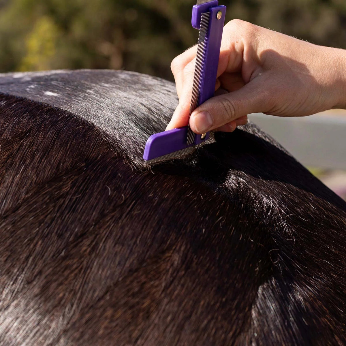 Hairy Pony Quarter Mark Horse Comb - Saddleworld Devonport