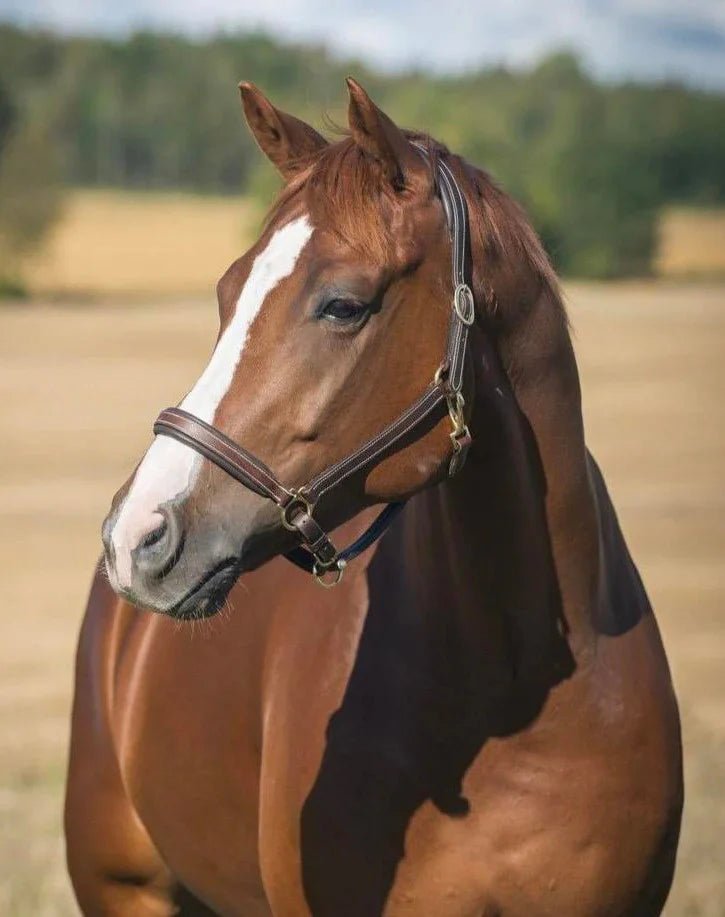 Horze Leather Largo Halter - Saddleworld Devonport