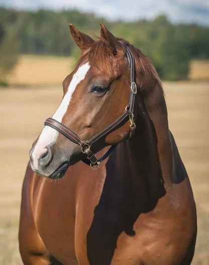 Horze Leather Largo Halter - Saddleworld Devonport