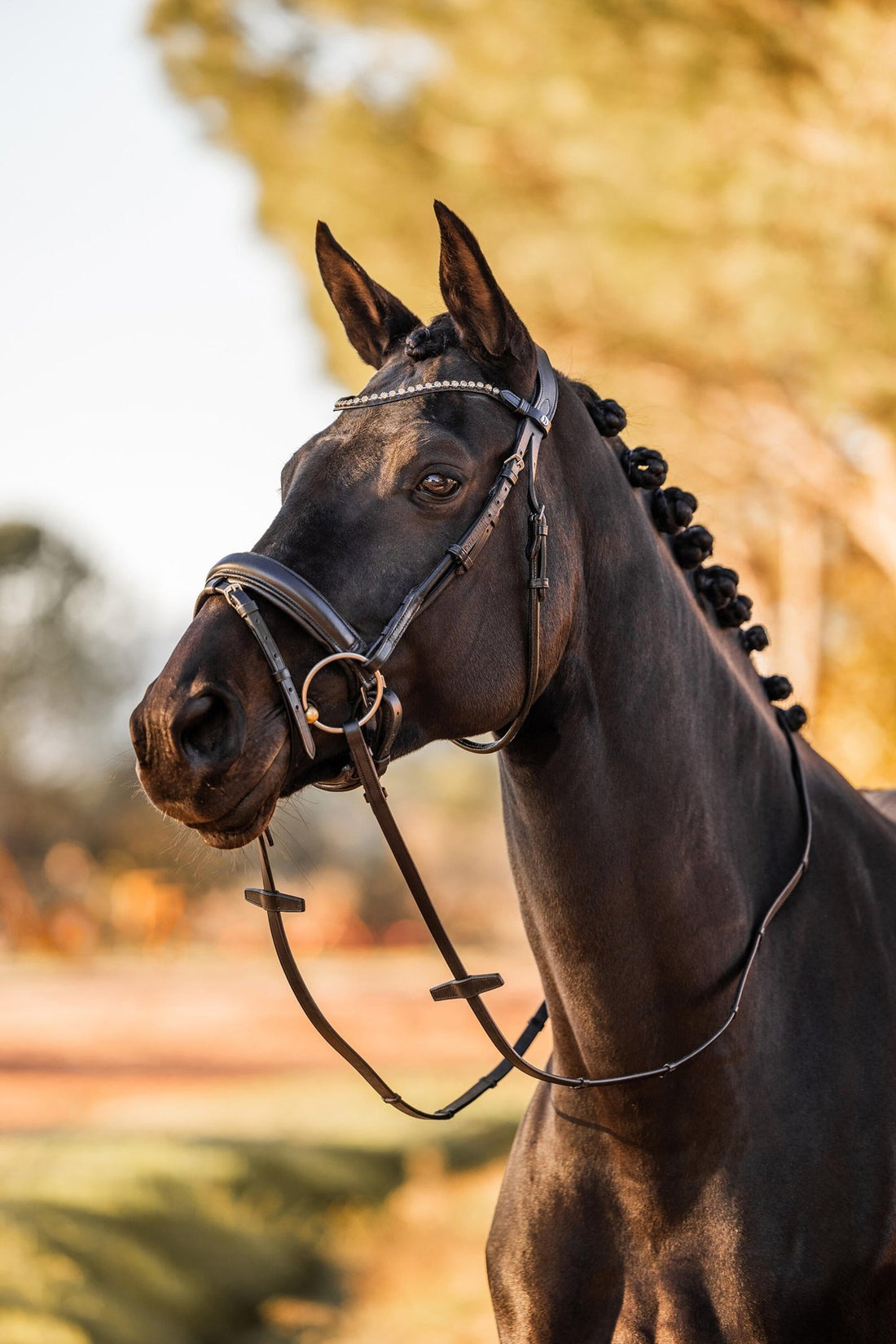 Horze Lockhart Anatomical Bridle - Saddleworld Devonport