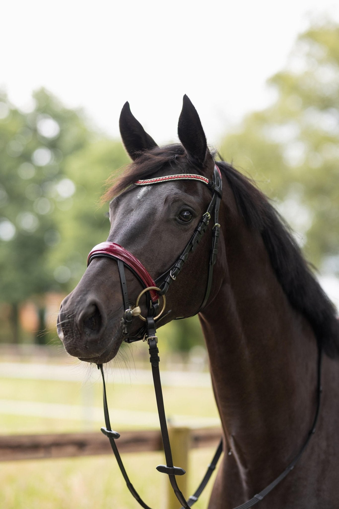Horze Physical Sophistication Bridle - Saddleworld Devonport