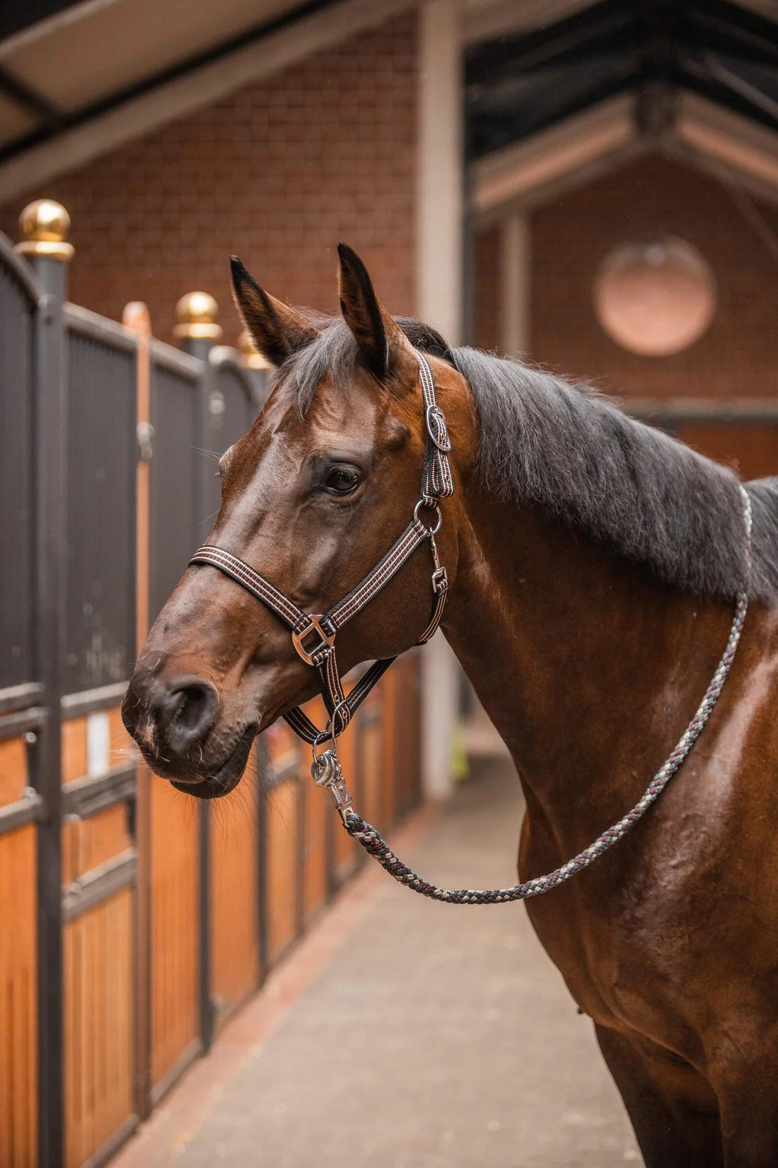 Horze Sudbury Halter - Saddleworld Devonport