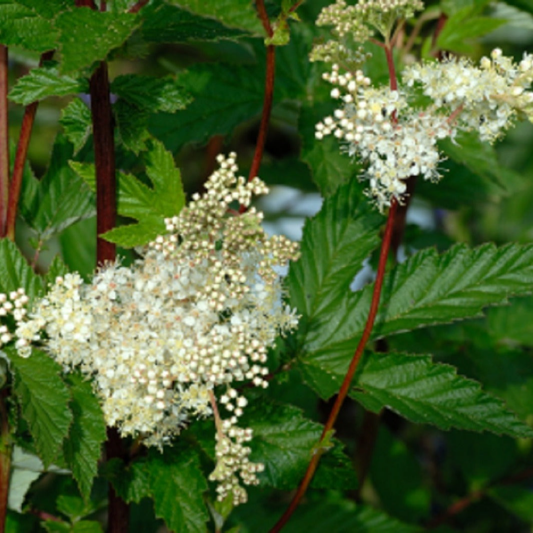 Walkenny Park Meadowsweet