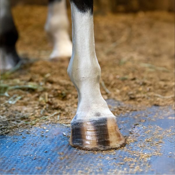 Nolian Enterprises Equine White Sox - Saddleworld Devonport