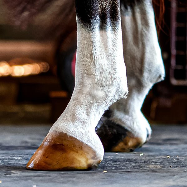 Nolian Enterprises Equine White Sox - Saddleworld Devonport