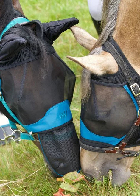 Horses wearing black and blue fly masks in a grassy field