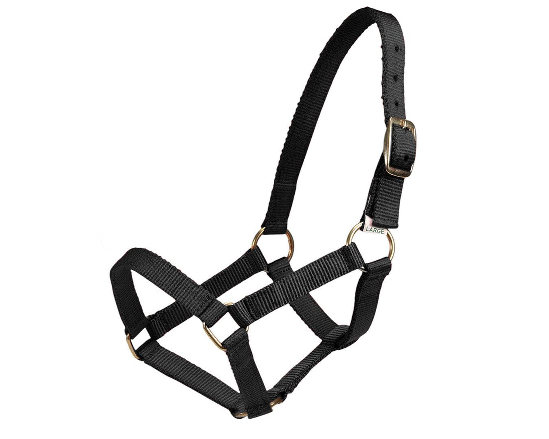 Piccolo Premium Mini Halter - Saddleworld Devonport
