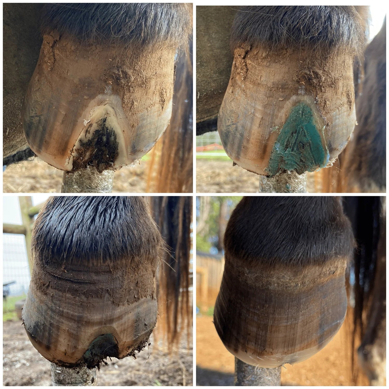 The Hoof Co Beeswax BLUE Balls - Saddleworld Devonport