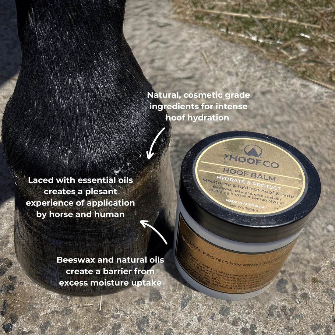 The Hoof Co Hoof Balm - Saddleworld Devonport