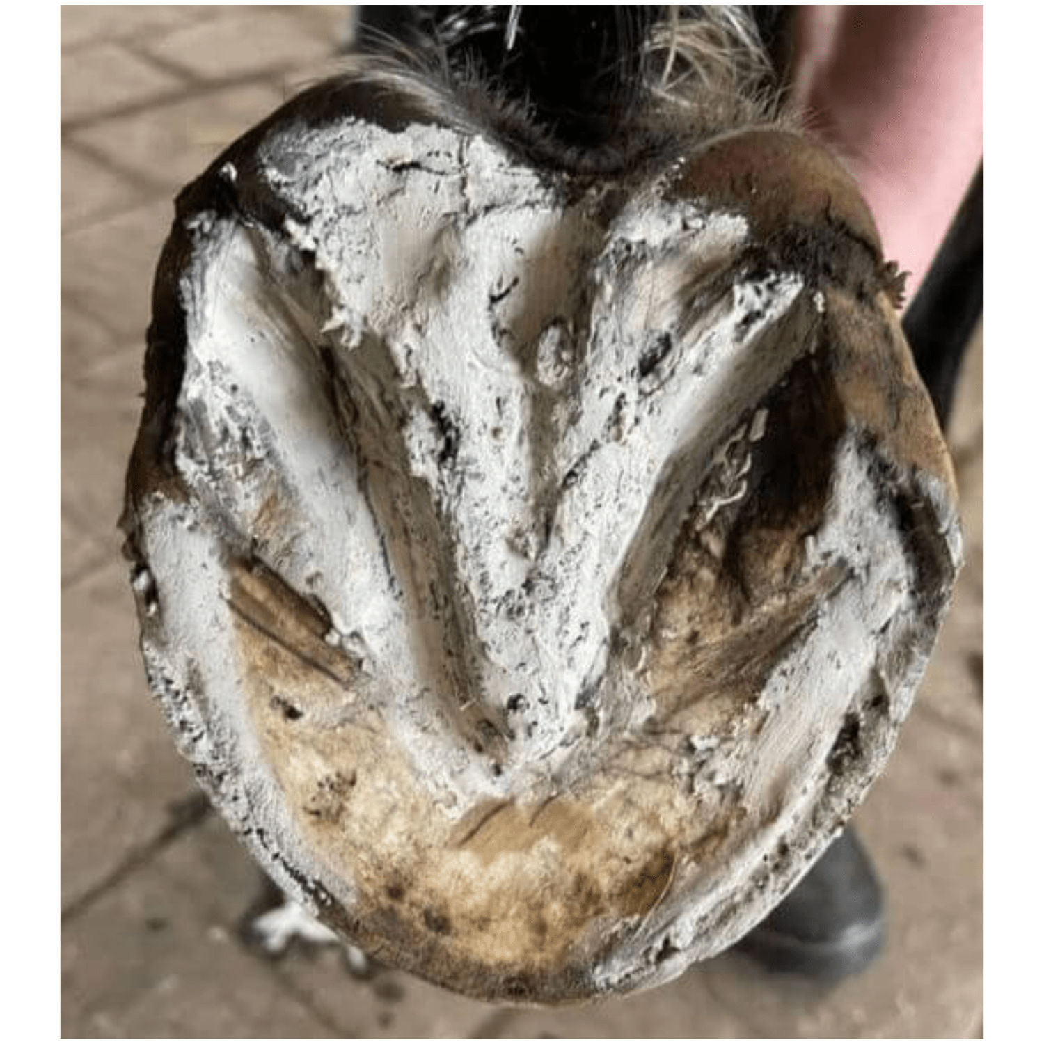 The Hoof Co Hoof Pack - Saddleworld Devonport
