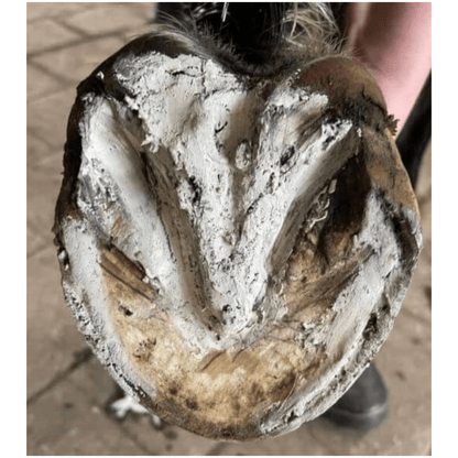 The Hoof Co Hoof Pack - Saddleworld Devonport