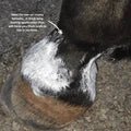 The Hoof Co Zinc Putty - Saddleworld Devonport