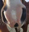 The Hoof Co Zinc Putty - Saddleworld Devonport