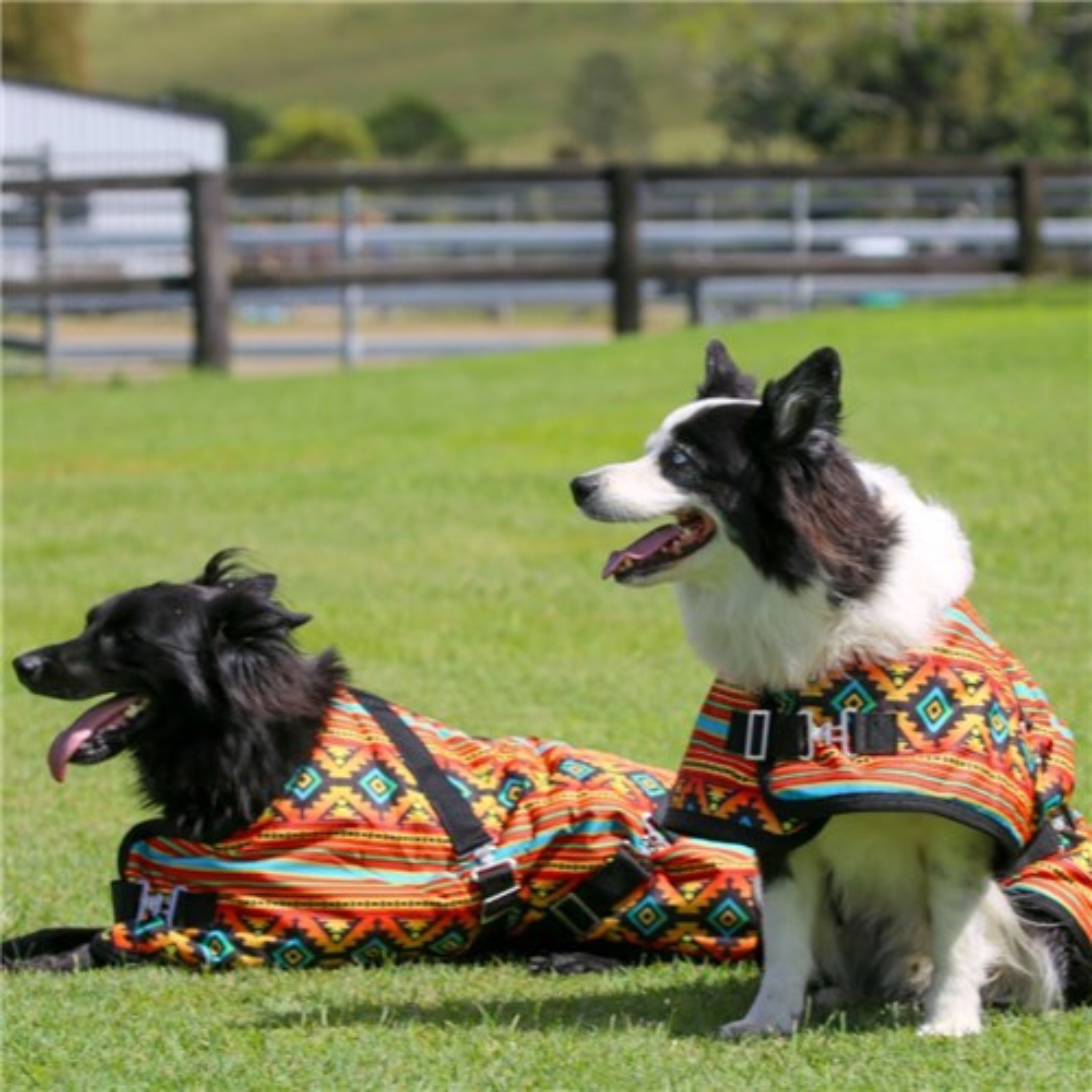 Thermomaster Supreme Dog Coat Nicoma - Saddleworld Devonport