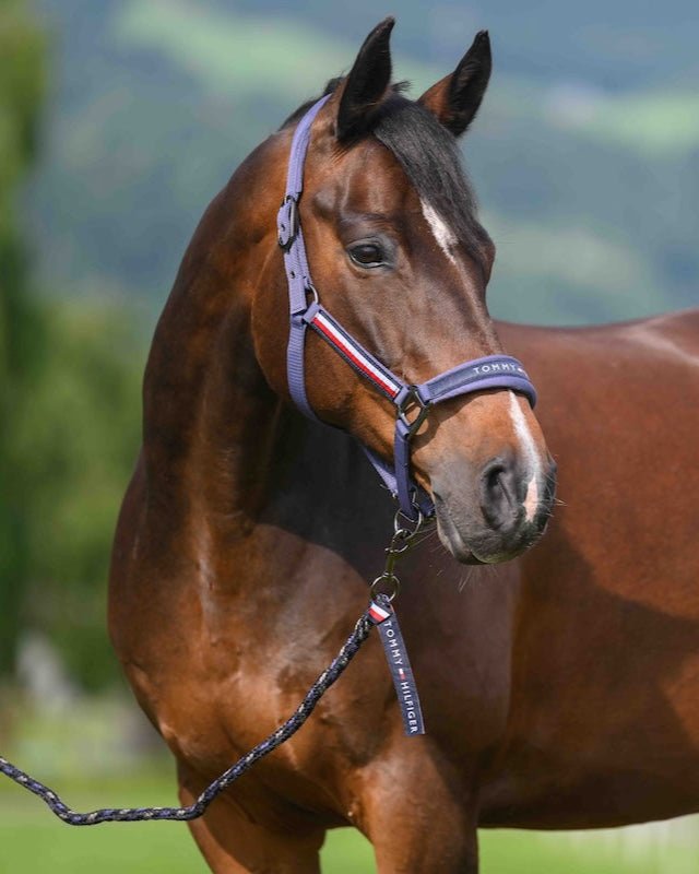 Tommy Hilfiger Yale Set Halter &amp; Lead Rope - Saddleworld Devonport