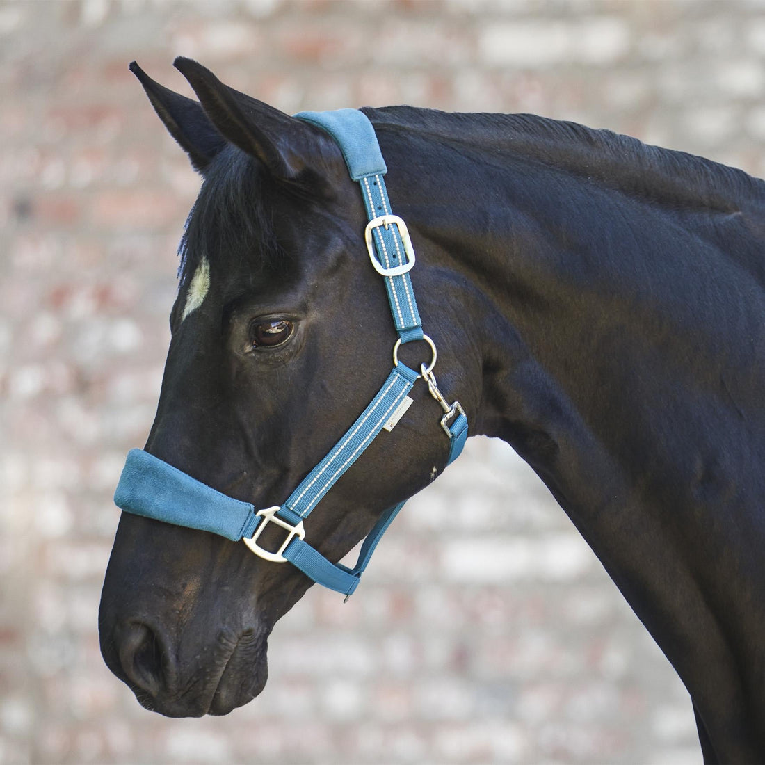 Waldhausen Alcantara Halter - Saddleworld Devonport