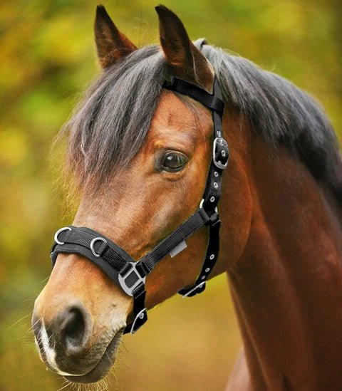 Waldhausen Lightweight Cavesson - Saddleworld Devonport