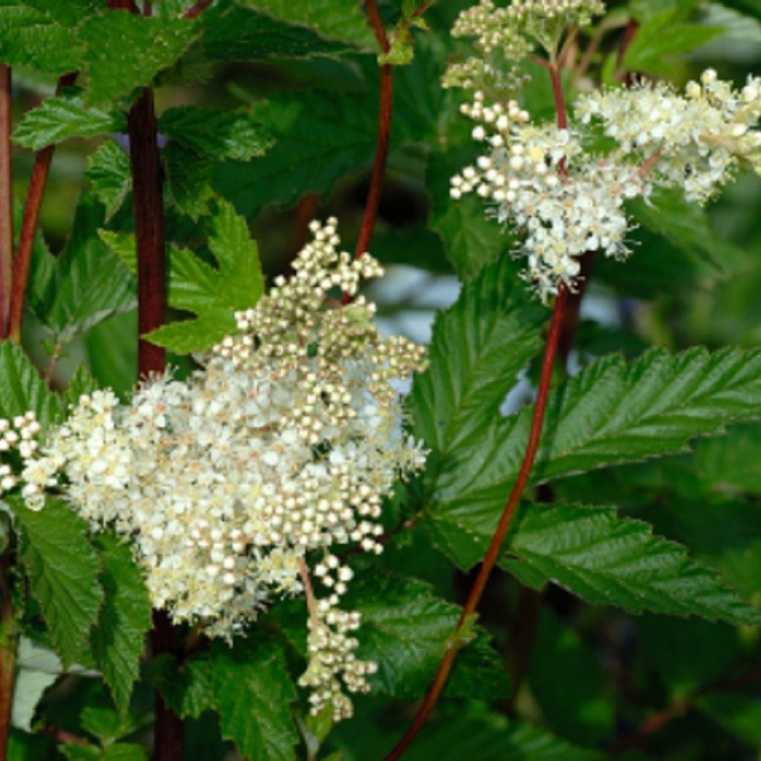 Walkenny Park Meadowsweet - Saddleworld Devonport