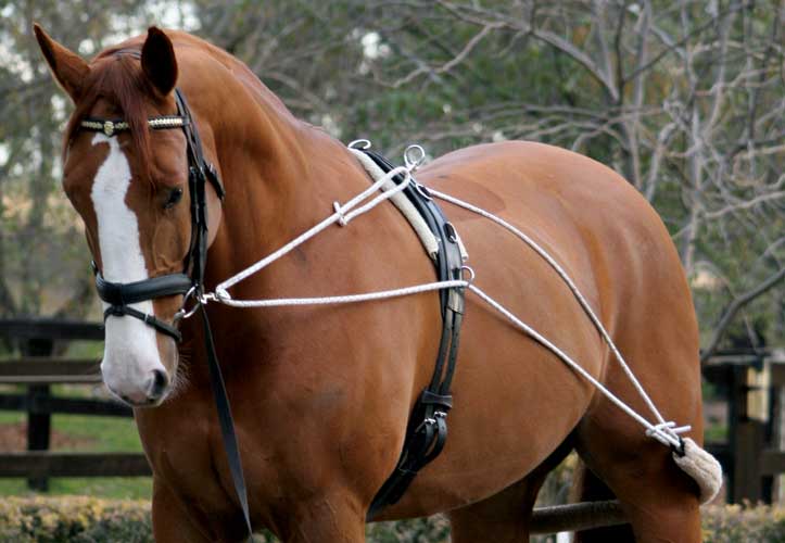 Zilco Lunge Training System - Saddleworld Devonport