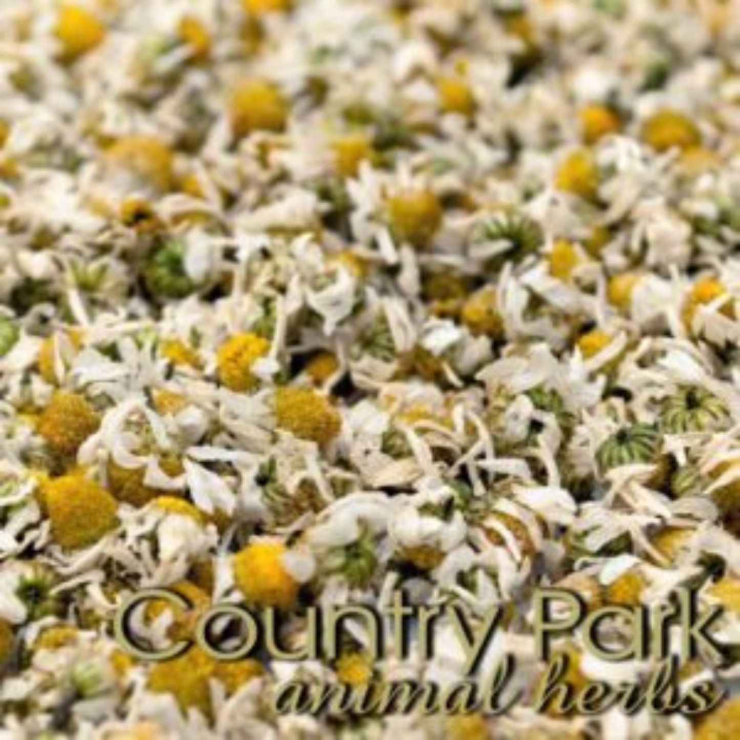Country Park Chamomile Flowers