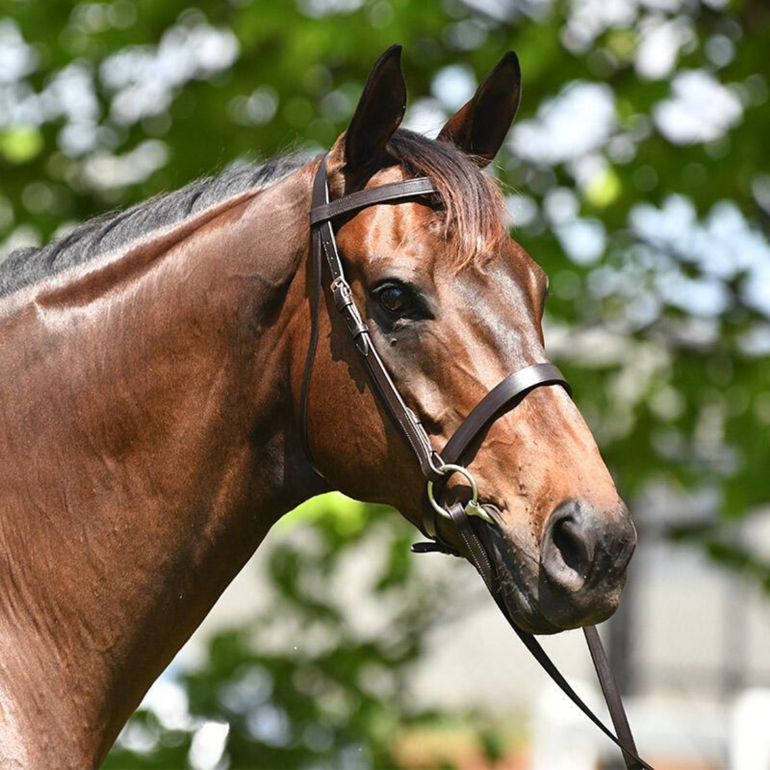 Academy Show Snaffle Bridle