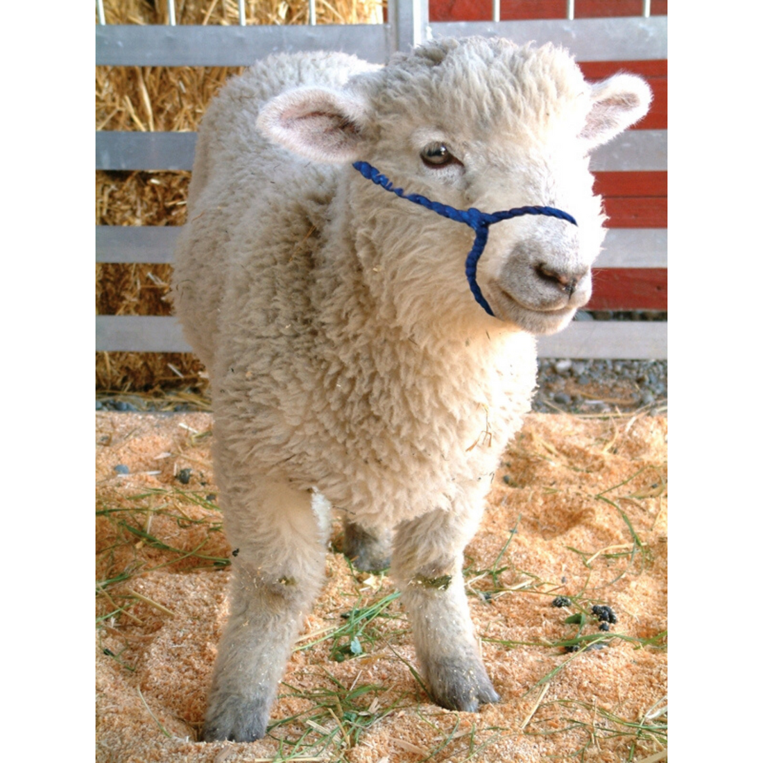 Alpaca/Sheep/Miniature Rope Halter