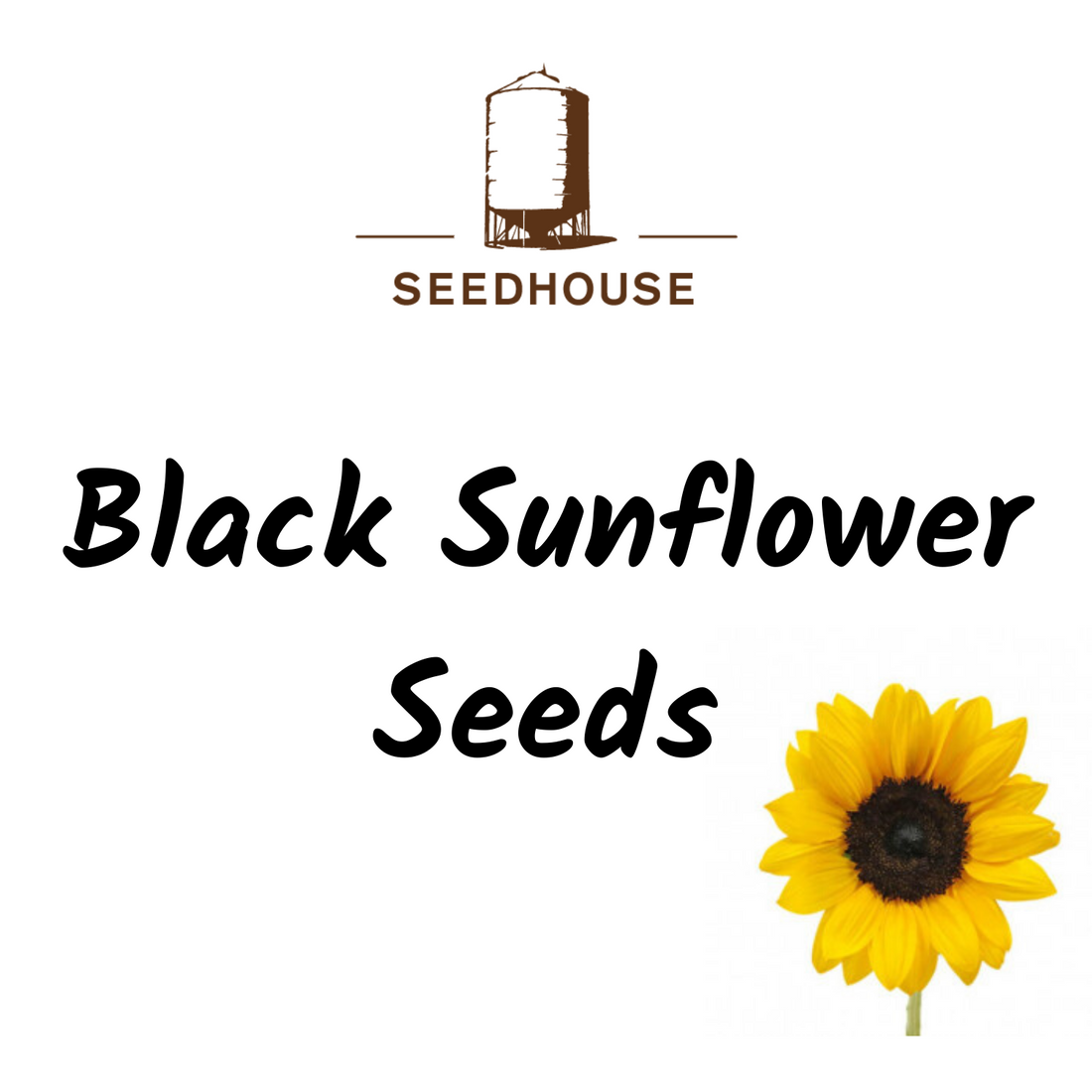 SEEDHOUSE BLACK SUNFLOWER SEEDS 20KG