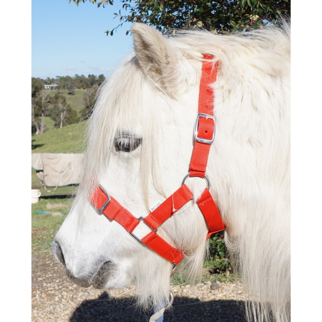 Eureka Buckle Halter Shetland