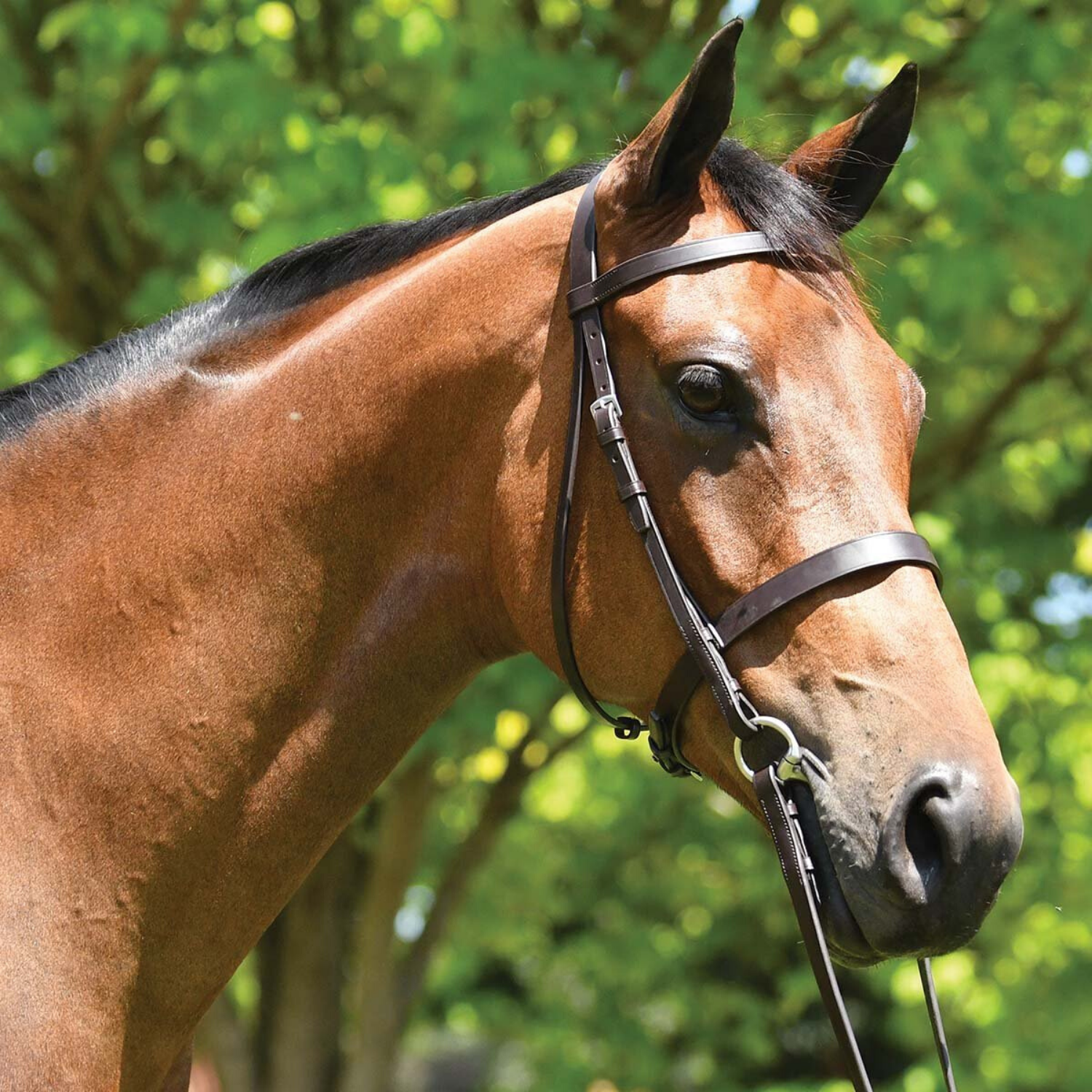 Eurohunter Show Snaffle Bridle