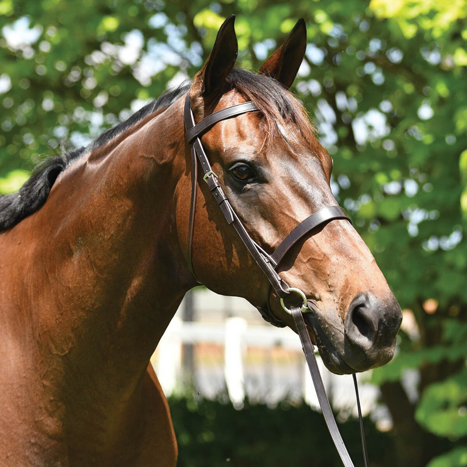 Grainge Elite Show Snaffle Bridle