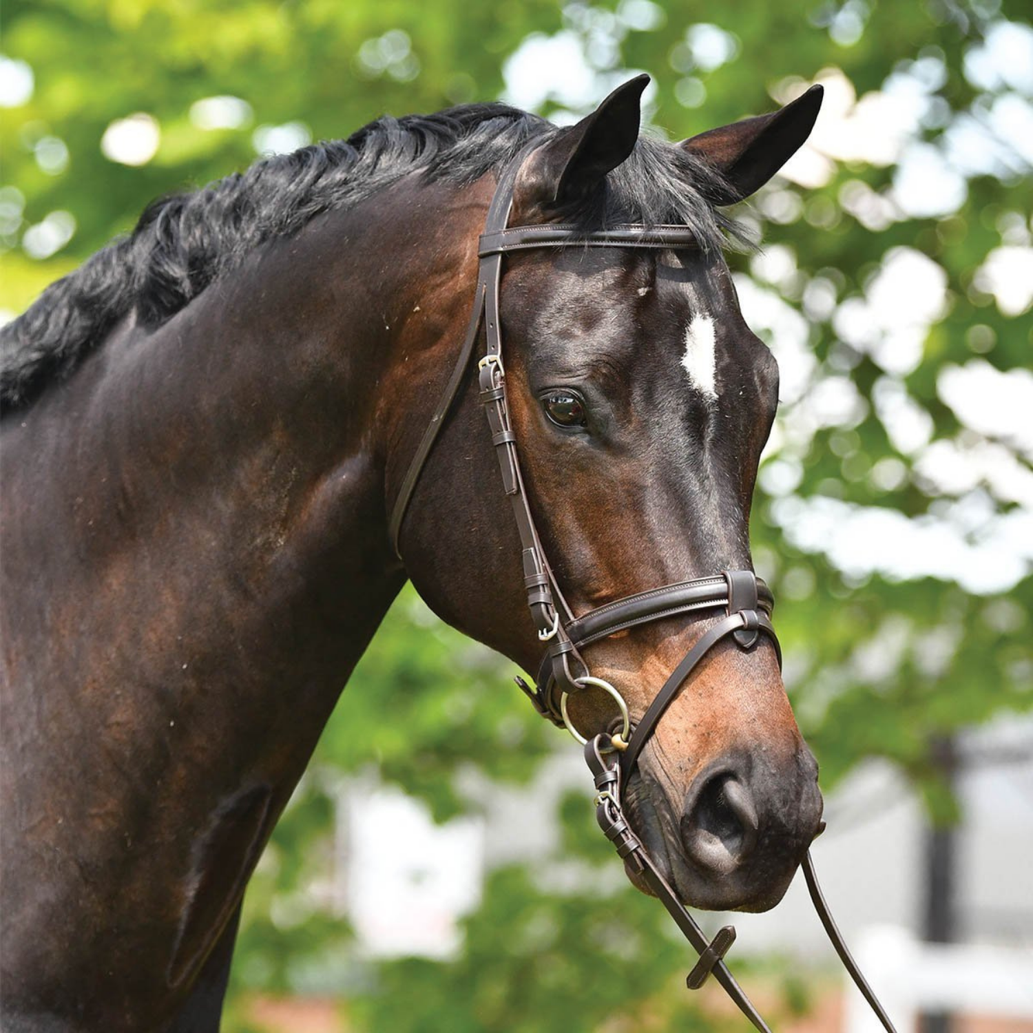 Eurohunter Eventing Snaffle