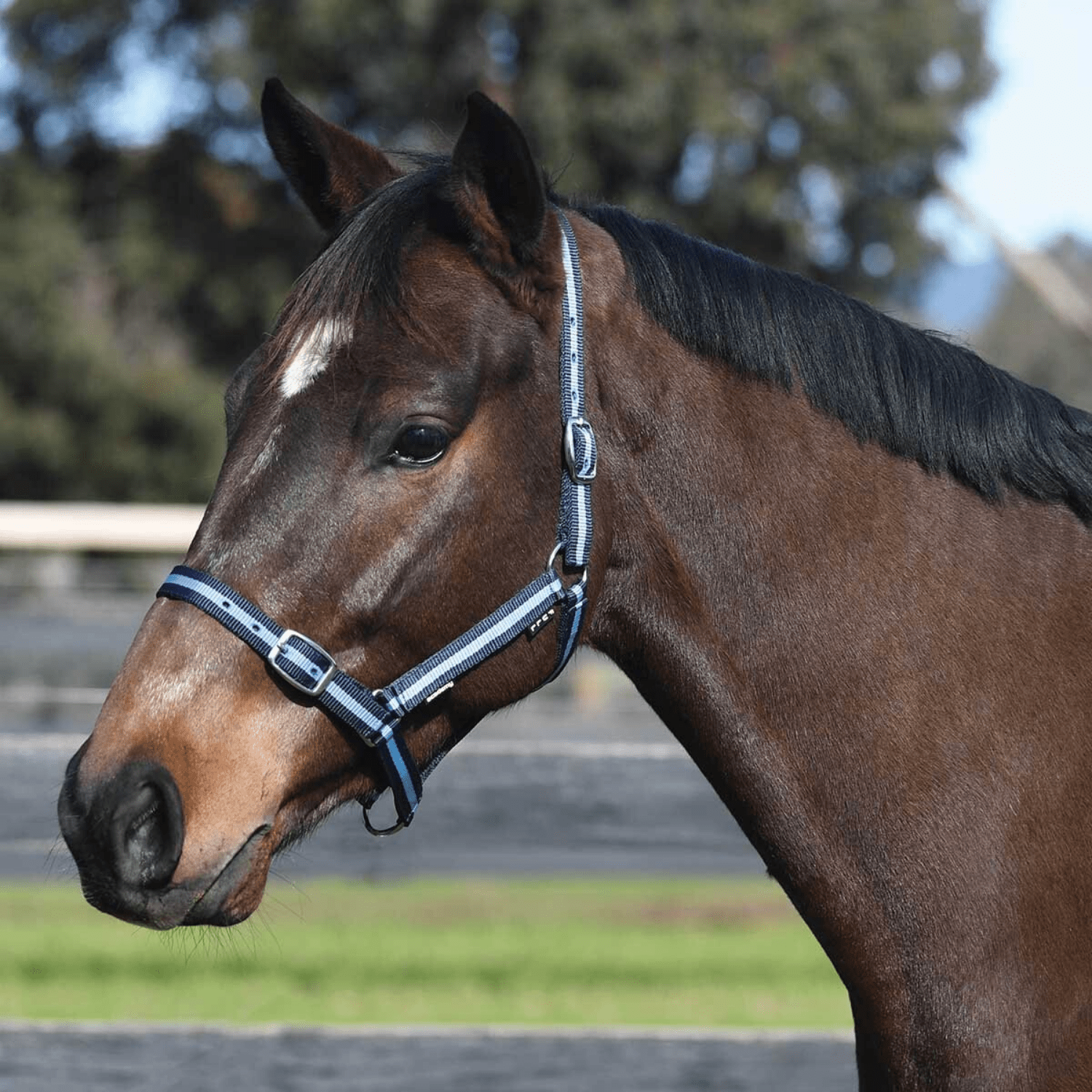 Academy Halter - Saddleworld Devonport