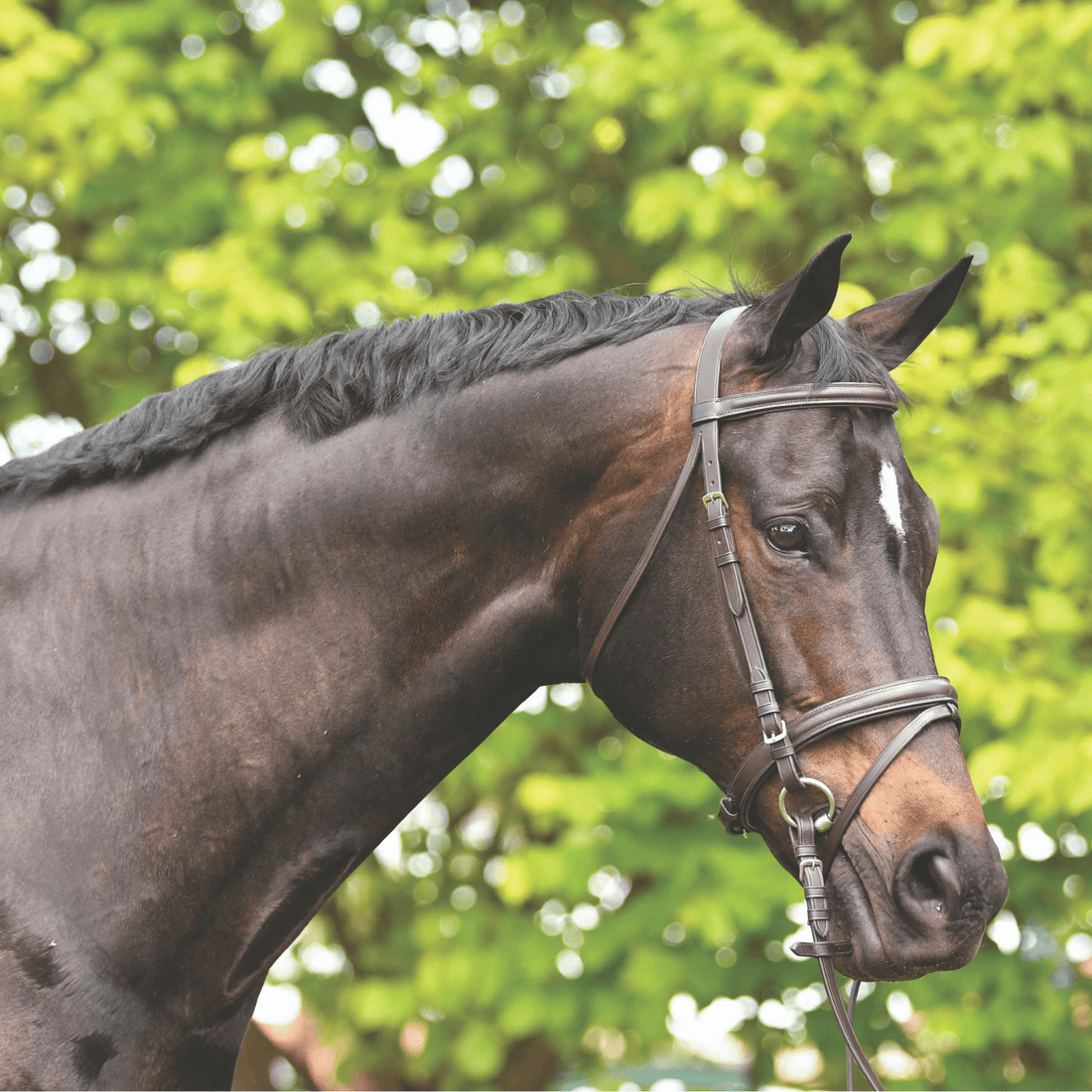 Academy Hanoverian Snaffle Bridle - Saddleworld Devonport