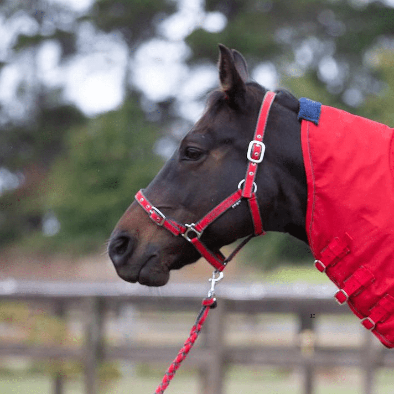 Eurohunter Comfort Halter &amp; Lead Set - Saddleworld Devonport