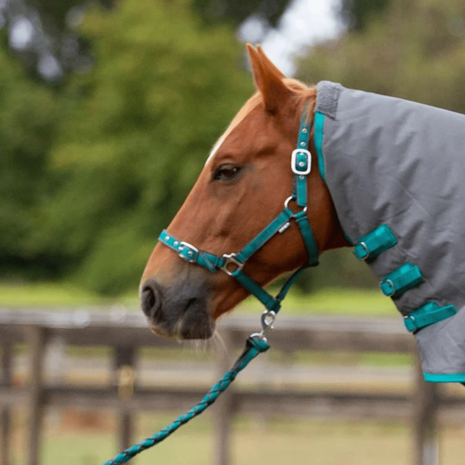 Eurohunter Comfort Halter &amp; Lead Set - Saddleworld Devonport