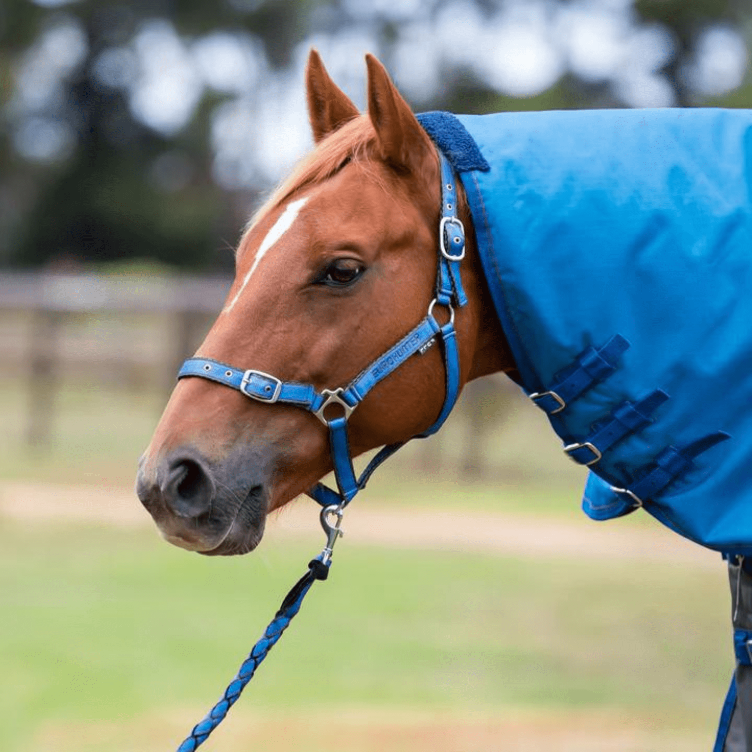 Eurohunter Comfort Halter &amp; Lead Set - Saddleworld Devonport