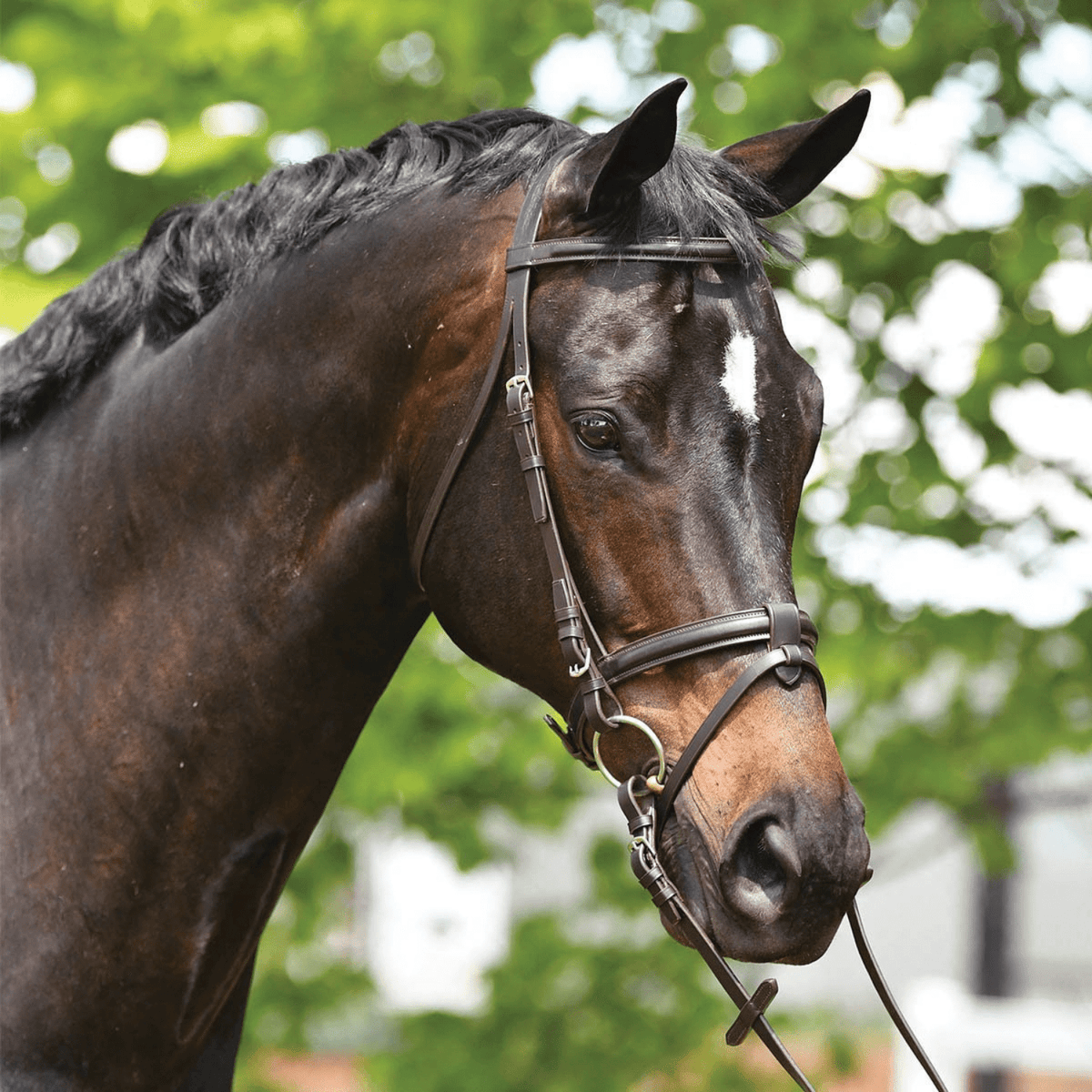 Eurohunter Eventing Snaffle - Saddleworld Devonport