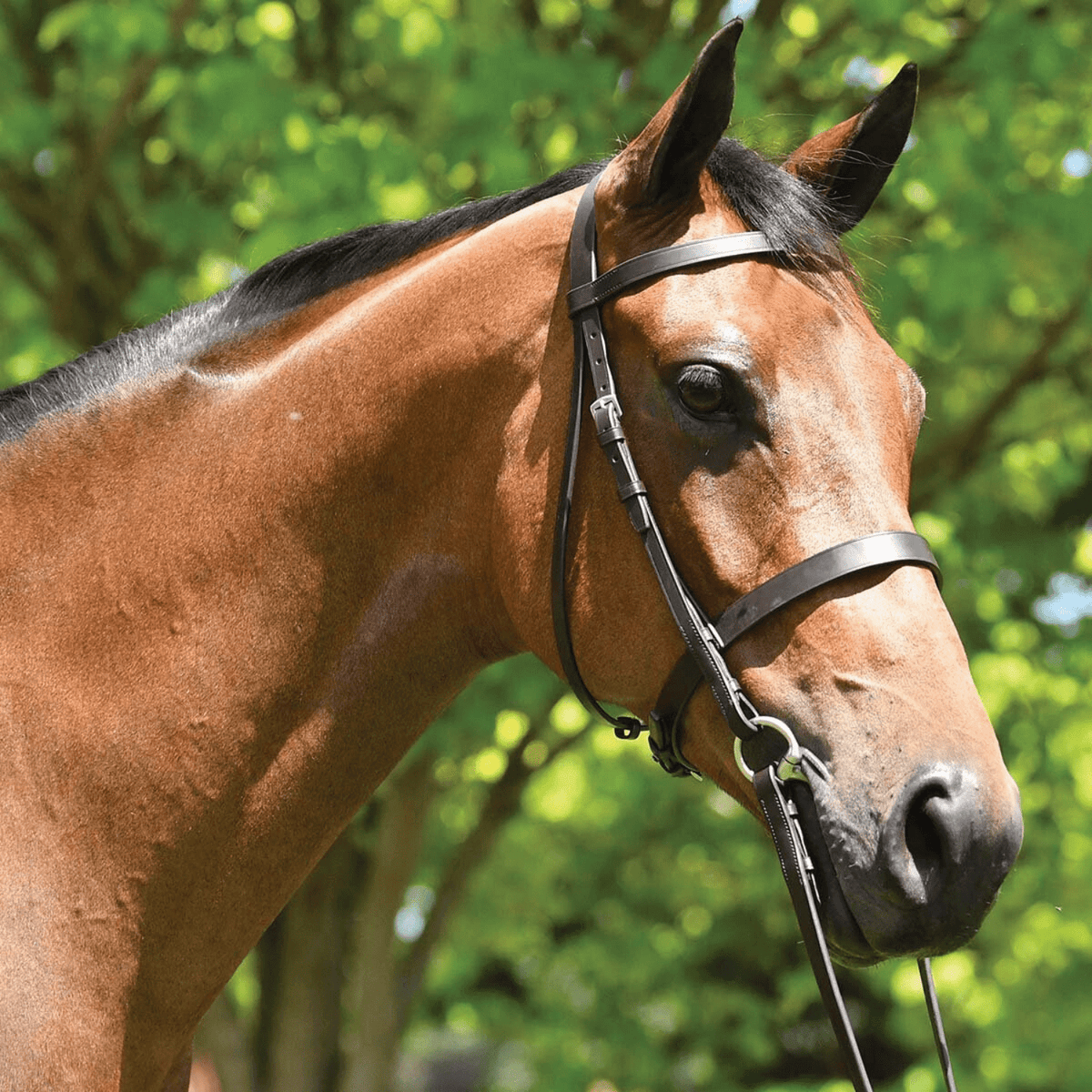 Eurohunter Show Snaffle Bridle - Saddleworld Devonport